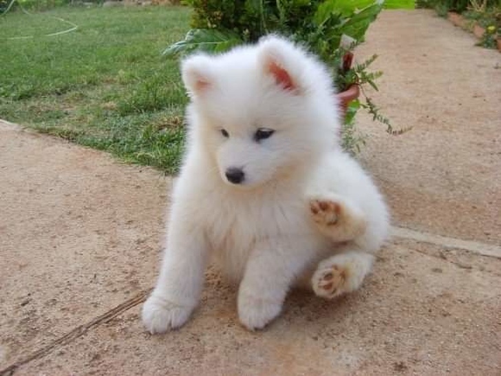 น้องเกาลำบากจัง