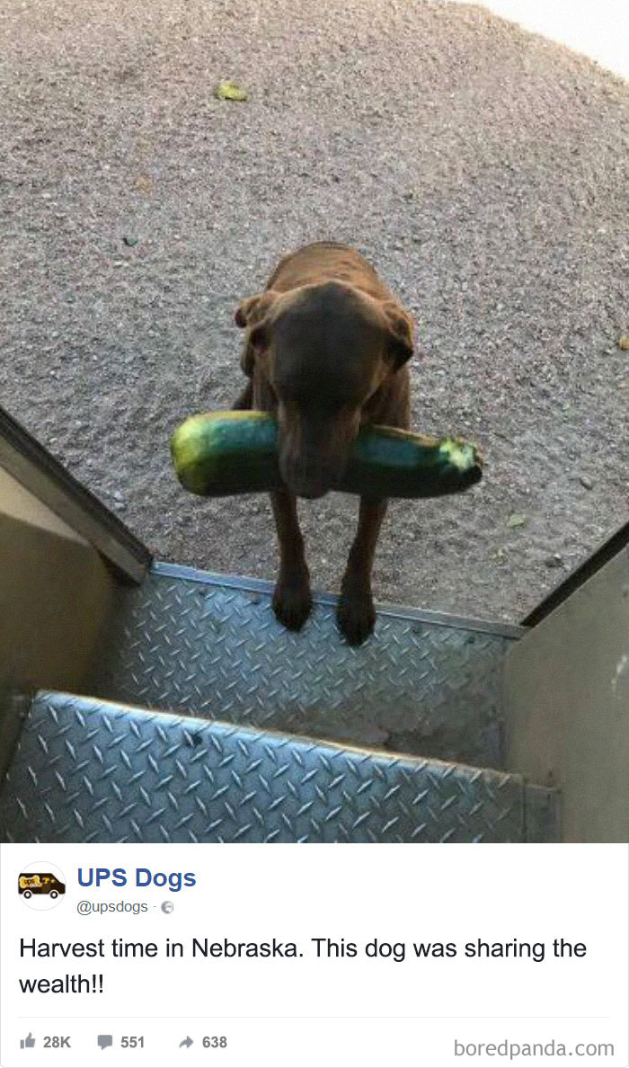 ฤดูเก้บเกี่ยวใน Nebraska เจ้าหมาตัวนี้เลยคาบของมาแบ่งให้