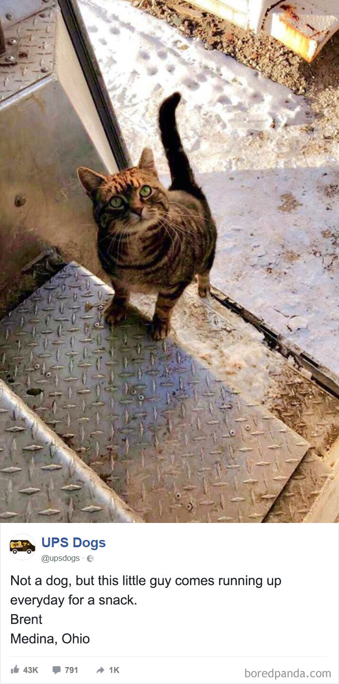 ไม่ใช่หมานะ แต่น้องแมวตัวนี้มาต้อนรับเขาตลอดเพราะหวังจะได้กินขนม