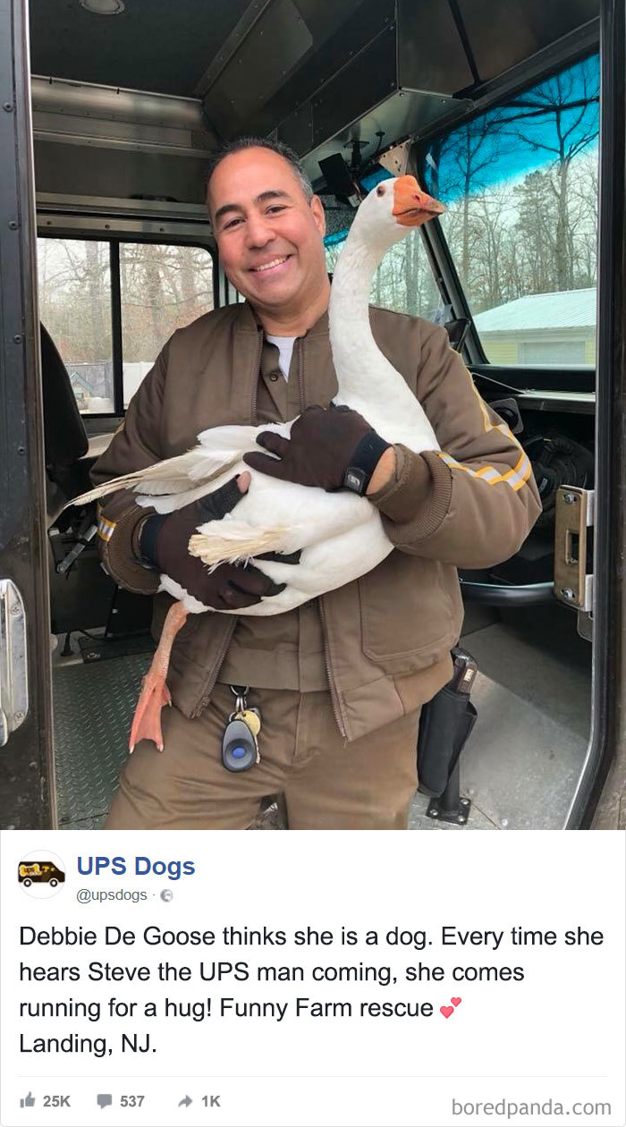 ห่านตัวนี้ทำตัวเหมือนน้องหมา