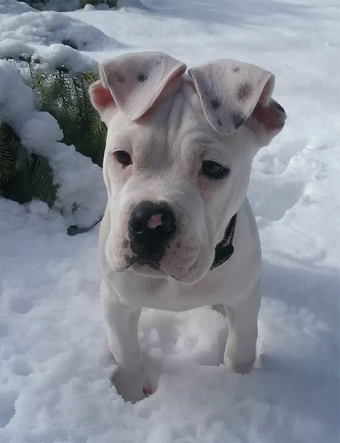 ทรงหูเท่ไหมครับ 