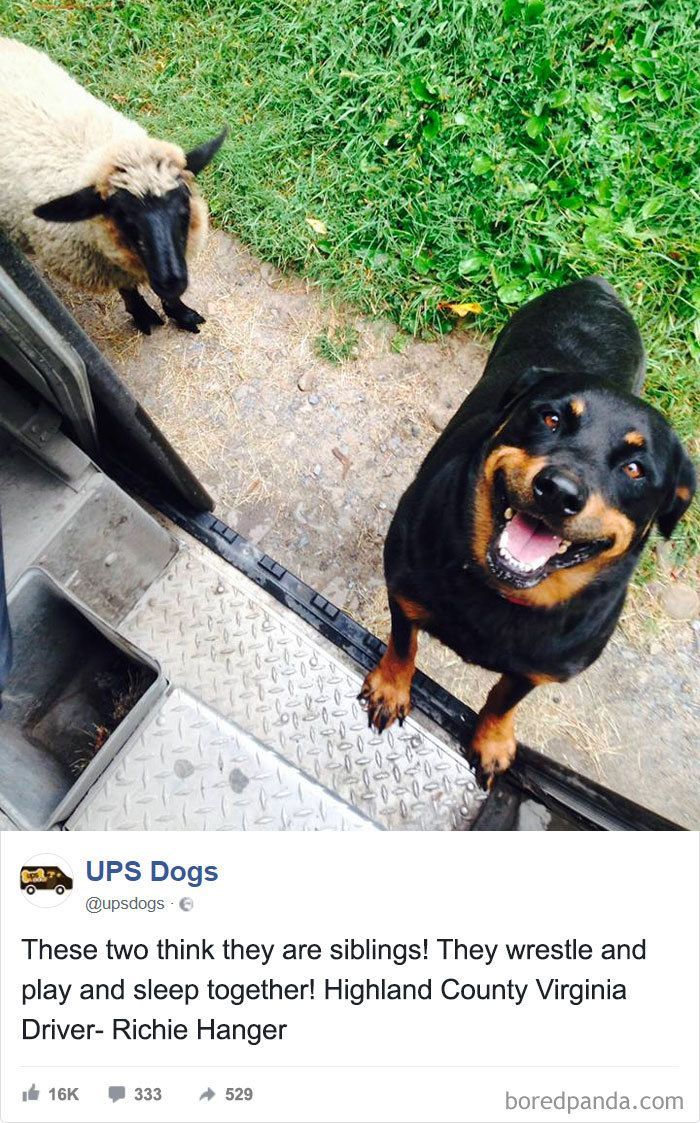 ทั้งสองคิดว่าพวกเขาเป็นพี่น้อง! พวกเขาปล้ำ เล่นกันและนอนด้วยกัน!